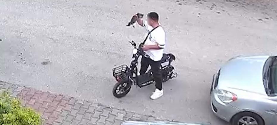Bolu'da Vahşet: Yavru Kediye İşlenen İğrenç Olay Kameralara Yansıdı