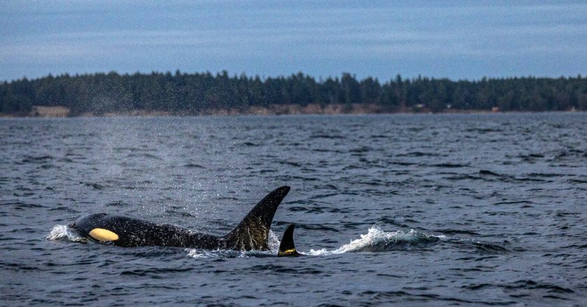 Orcas are considered a species.  Should they be?