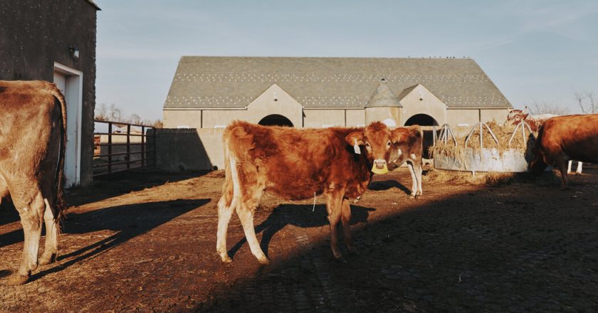 Person infected with avian influenza in Texas after contact with livestock