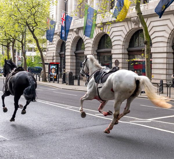 Horses run free in central London in a surreal spectacle