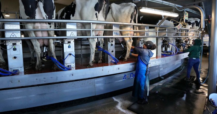 One in five milk samples nationwide shows genetic traces of avian influenza