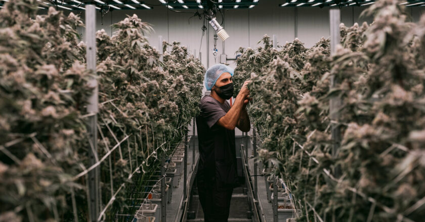 Inside the $32 billion industry processing marijuana