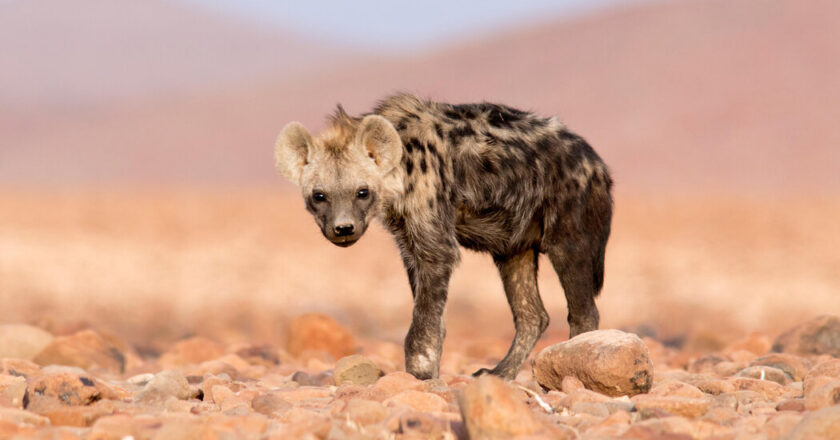 A stained hyena shows up in Egypt after 5,000 absence