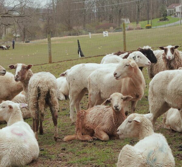 How the cardiologist who serves his Sundays for sheep passes