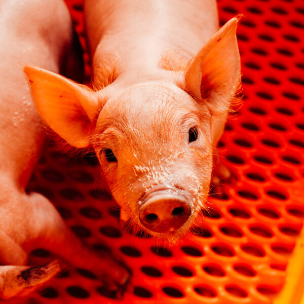 Researchers Optimistic About Solving Worldwide Organ Shortage