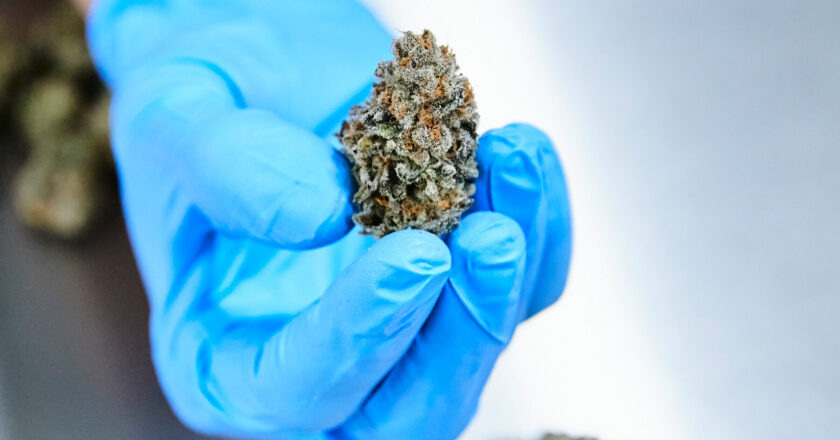 Study on Medical Cannabis Shows Limited Evidence of Effectiveness