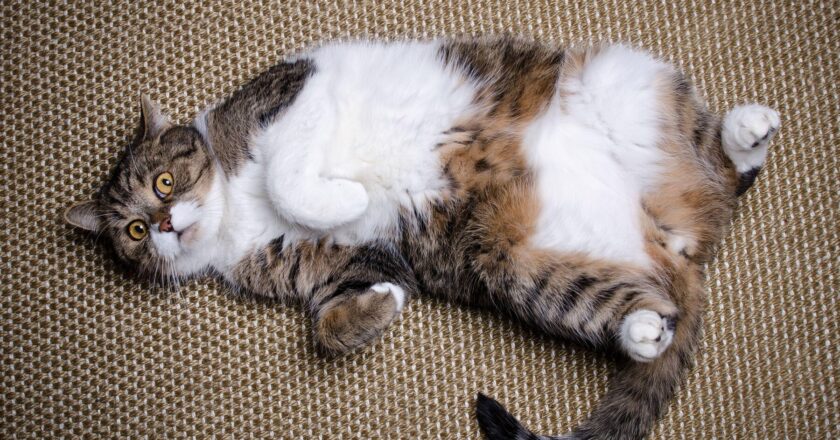 Can Weight Loss Medications Transform Chubby Cats into Sleek Ozempets?