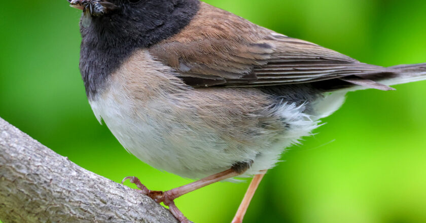 The Impact of Pandemic Lockdowns on Songbird Beak Evolution